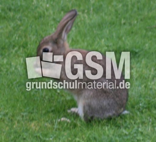 Wild-Kaninchen 028.jpg